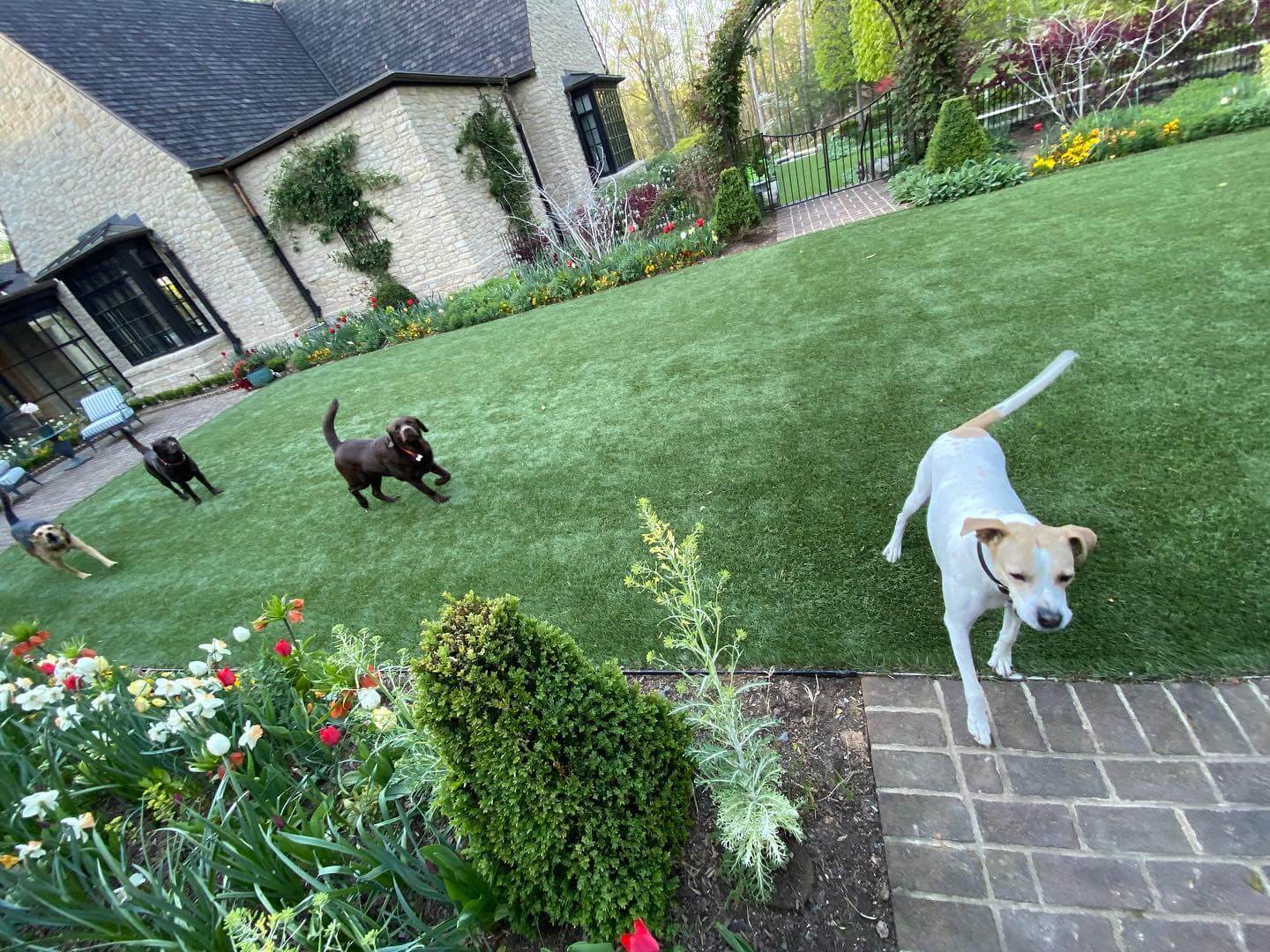 Dogs playing on artificial grass