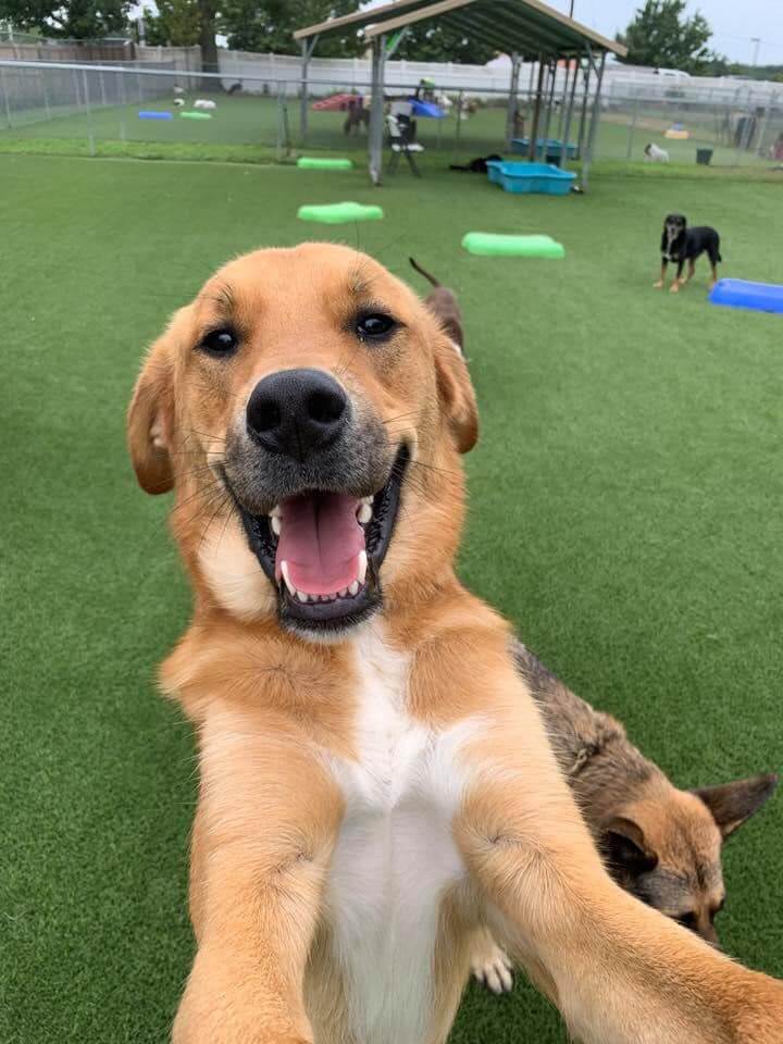 Dog smiling while playing on artificial pet grass