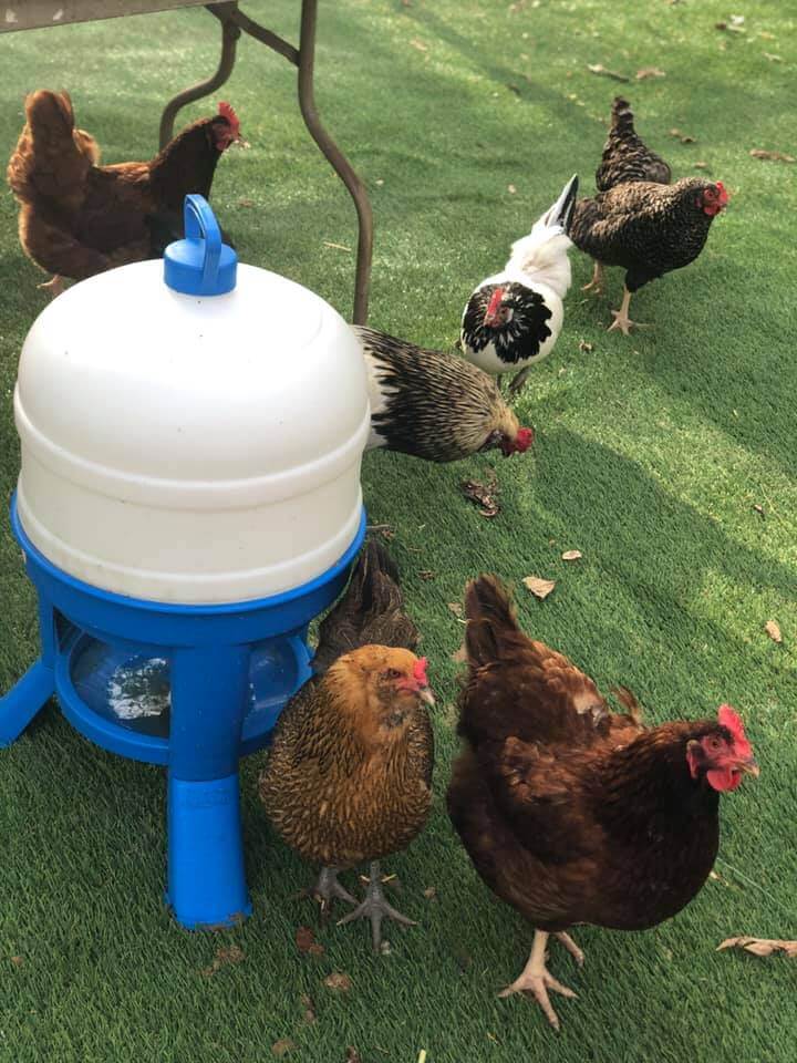 Chickens on artificial grass