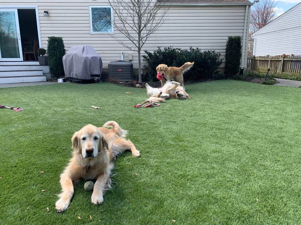 Dogs laying on artificial grass