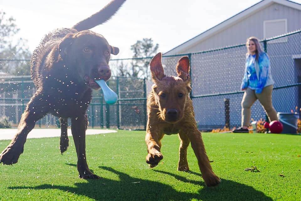 2 dogs playing on artificial pet grass