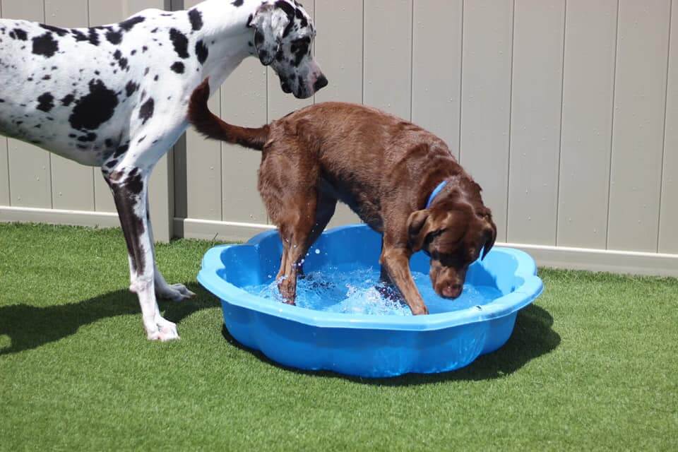 Dogs taking a bath on artificial grass