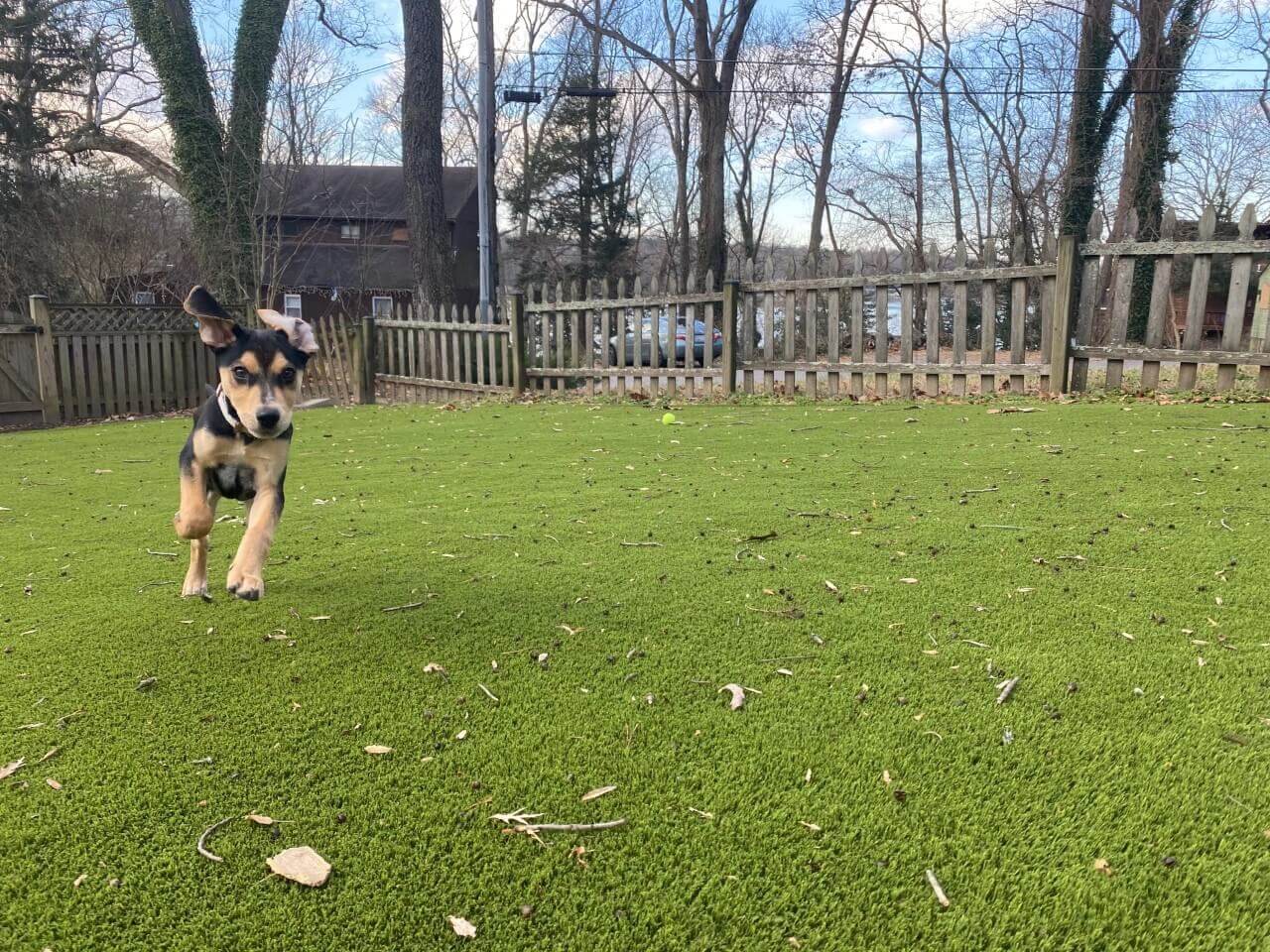 Dog playing on SYNLawn artificial grass