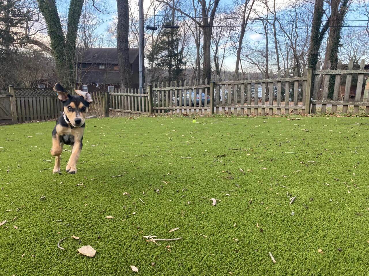 what is the most durable grass for dogs