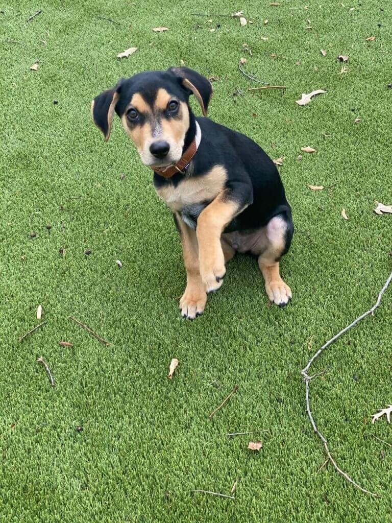 Puppy sitting on artificial grass