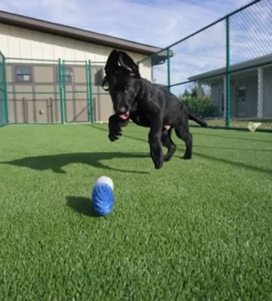 Dog playing on artifiical grass from SYNLawn