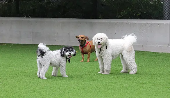 Dogs playing in SYNLawn artificial grass dog park