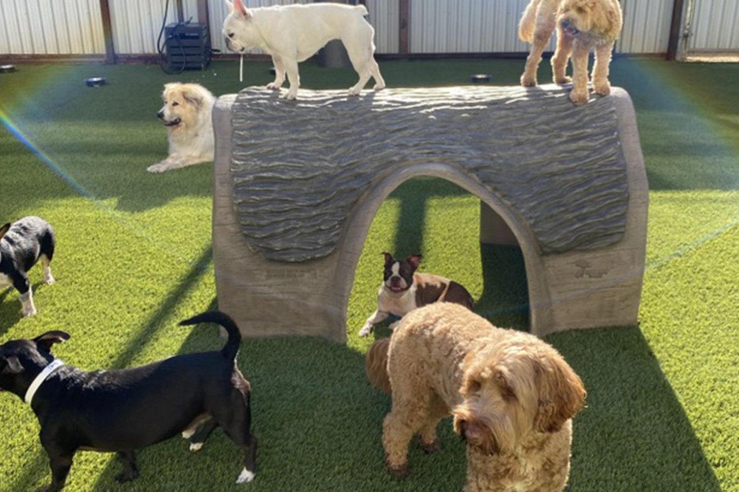 Dogs playing on SYNLawn artificial grass