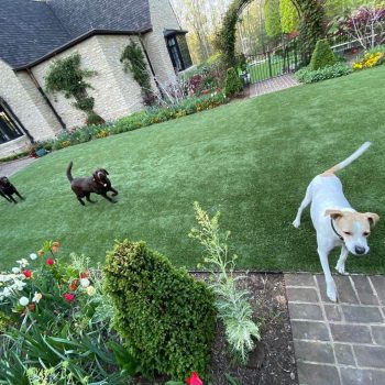 Dogs playing on artificial grass