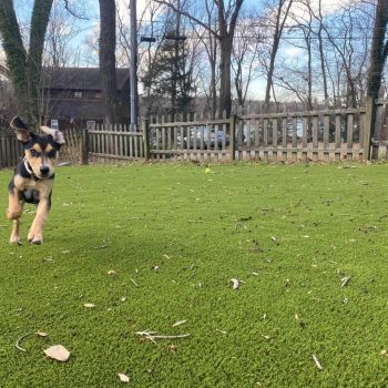 Dog playing on SYNLawn artificial grass