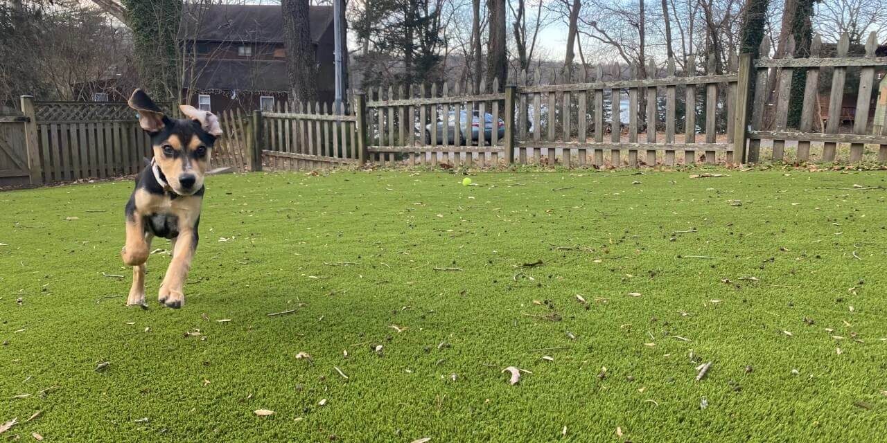 Dog playing on SYNLawn artificial grass