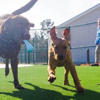 Dogs playing on artificial grass from SYNLawn