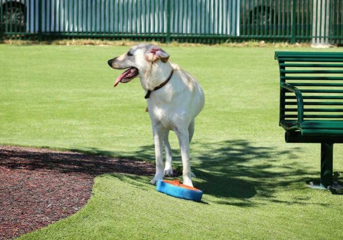 SYNLawn-artificial-grass-pets-public-dog-park