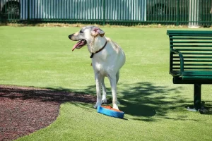 pet grass artificial turf